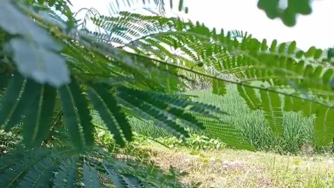 View of lamtoro branches with the hope of rice fields stretching out. Stock Footage 328450746