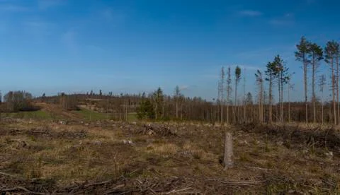 View for landscape with cut down forests after bark beetle Stock Photos