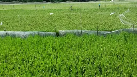 View of landscape green rice fields with wind Video stock 310718643