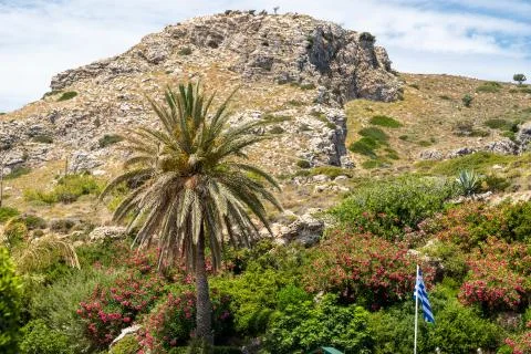View at landscape with palm tree in foreground and rock in the background Stock Photos