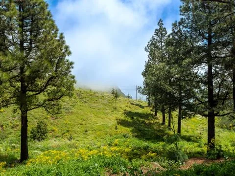 View of landscape with pine forest in Gran Canaria Fotos Stock