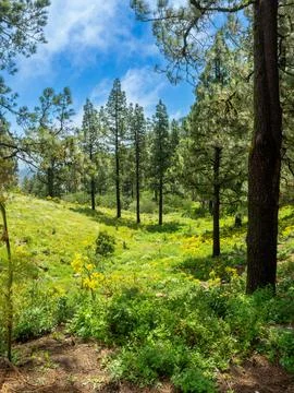 View of landscape with pine forest in Gran Canaria Stock Photos