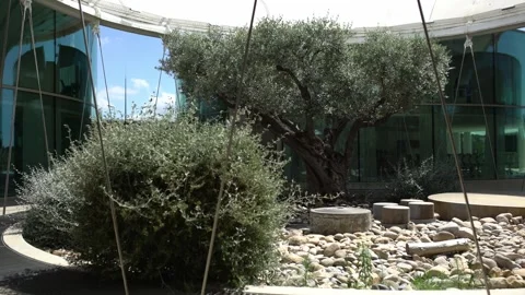 View of a landscaped interior courtyard with an olive tree, stone ground and Stock Footage 334024222