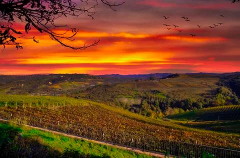 View of the Langhe vineyard Stockfoto's