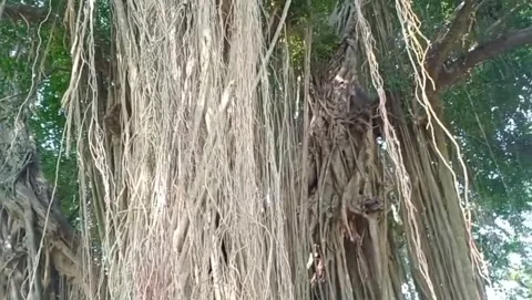 View of a large banyan tree with dark green leaves. Stock Footage 322961165
