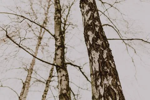 View of large birch trees at winter Stock Photos