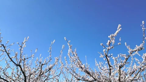 View of a large blooming apricot orchard on a beautiful sunny spring day. Stock Footage 333769409