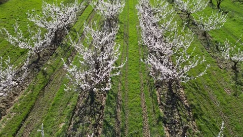 View of a large blooming apricot orchard on a beautiful sunny spring day. Video stock 333772017