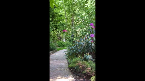 A view of a large blooming pink rhododendron bush in a spring garden Vídeo Stock 310430416