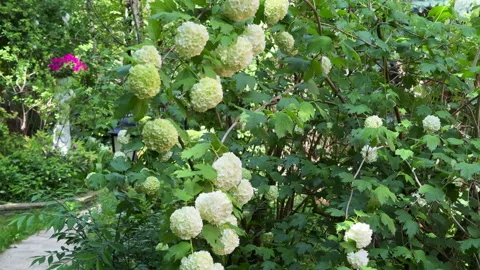 A view of a large blooming white decorative viburnum bush in a garden landscape  Stock Footage 310430407