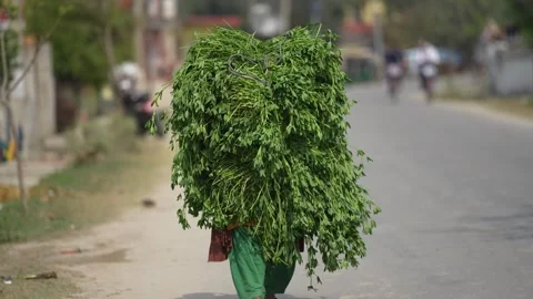 View of a large bundle of green fodder on a road, Nepal. 스톡 동영상 335476599