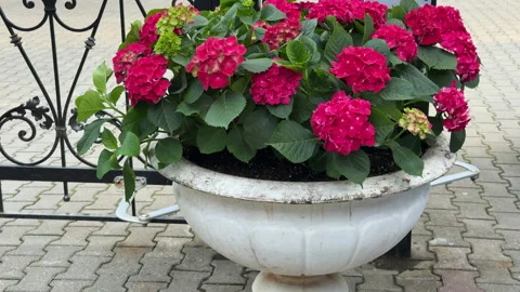 View of a large classic white planter with pink hydrangea in the garden Stock Footage 308959605