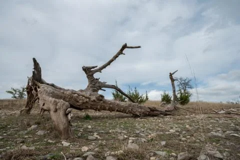 View of Large Dry Tree Trunk On the Ground Stock Photos