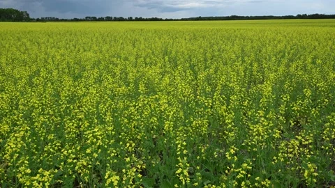 View of a large field of blooming bright yellow canola Stock Footage 135250432