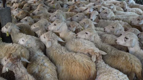 View of a large flock of sheep crowded in a pen, Nepal. Vídeos de archivo 335602899