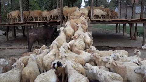View of a large flock of sheep entering a wooden enclosure, Nepal. Vídeos de archivo 335602948