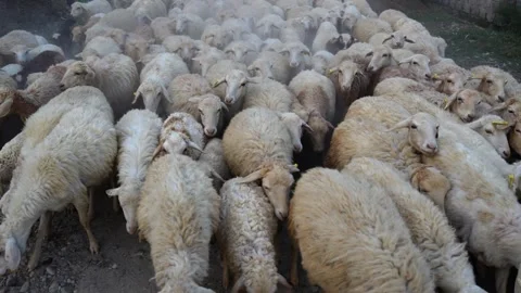 View of a large flock of sheep in a rural area, Nepal. 動画素材 335603071