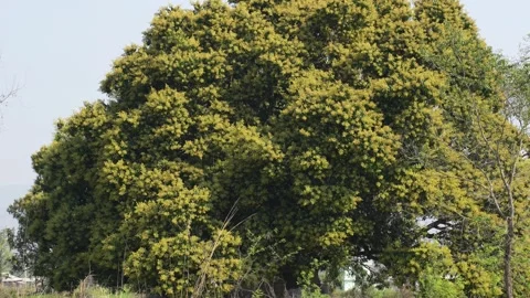View of a large flowering tree in a rural landscape, Nepal. Vídeos de archivo 335606555