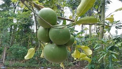 View of large grapefruit growing hanging on branches Stock Footage 322036347