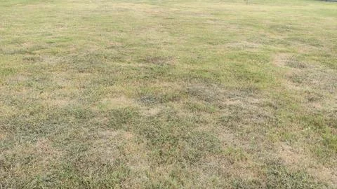 View of a large grassy field with some dry patches under daylight conditions Stock Photos