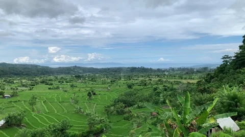 View of a large green rice field with high mountain volcano agung. background Stock Footage 119993060