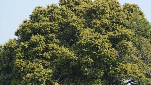 View of a large green tree with dense foliage, Nepal. Stock-Footage 335606620