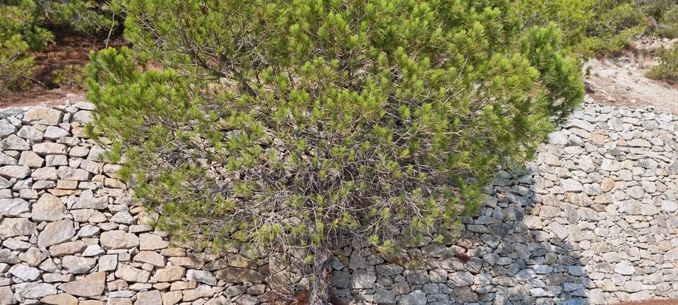 View of a large green tree next to a stone wall with a clear sky in the bac.. Stock Photos