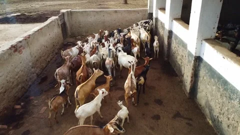 A view of a large group of goats in an enclosure with a person standing among Vídeos de archivo 313312874