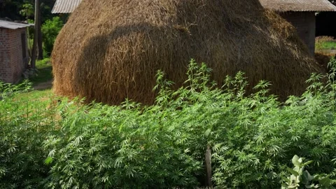 View of a large haystack and rural buildings, Nepal. Stock Footage 335607850