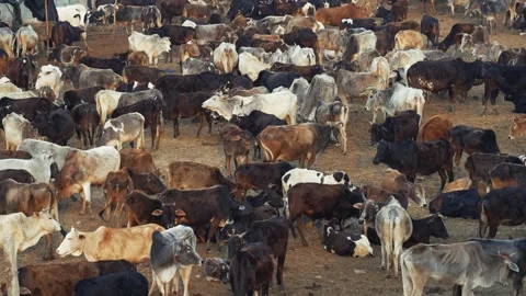 View of a large herd of cattle in a crowded outdoor market, Nepal. Vídeos de archivo 335607590