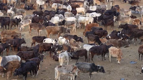 View of a large herd of cattle in a field, Nepal. Vídeo Stock 335607537