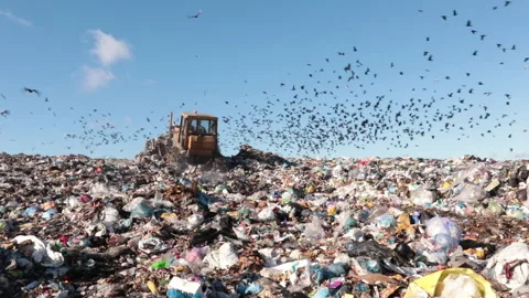 View of a large landfill on which a floack of birds flies Stock Footage 165412767