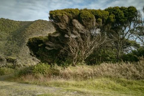 View of large manuka tree with exposed branches on side of rural road Stock Photos