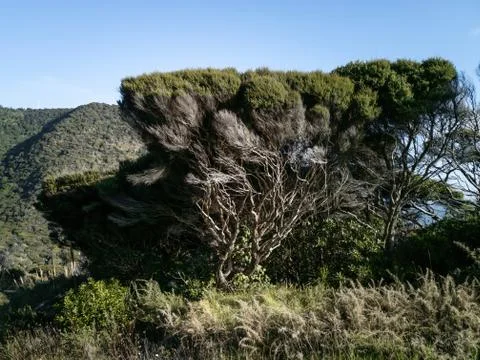 View of large manuka tree with exposed branches on hill side Stock Photos