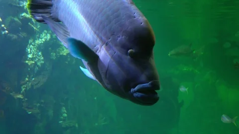 View of the large Napoleon fish Stock Footage 124676455