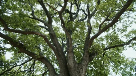 View of a large oak tree looking up through a forest canopy of brown tree Stock Footage 247129243