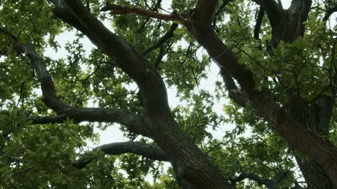 View of a large oak tree looking up through a forest canopy of brown tree Stock Footage 247129490