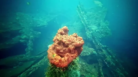View of a large orange sponge on a shipwreck in Bali, Indonesia. Vídeos de archivo 340638408