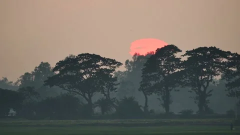 View of a large orange sun setting behind trees, Bangladesh. Video stock 335553257