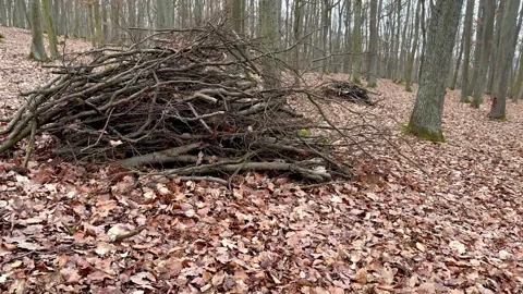View Of A Large Pile Of Branches And Sticks In A Winter Forest Without Snow Stock Footage 264142002