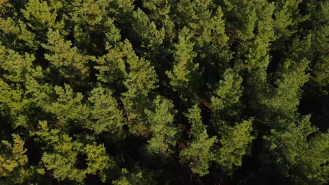 View of a large pine forest from a height. Stock Footage 163059265