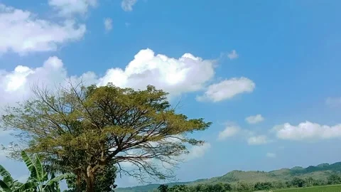 View of a large rain tree with a blue sky background with white clouds Stock Footage 312250555