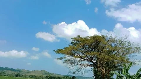 View of a large rain tree with a blue sky background with white clouds Stock Footage 312250557