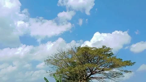 View of a large rain tree with a blue sky background with white clouds Stock Footage 312250598