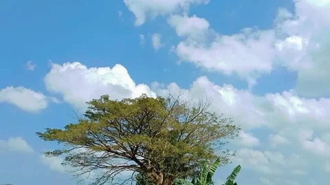 View of a large rain tree with a blue sky background with white clouds Stock Footage 312250599