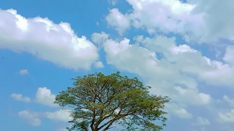 View of a large rain tree with a blue sky background with white clouds Stock Footage 312250661