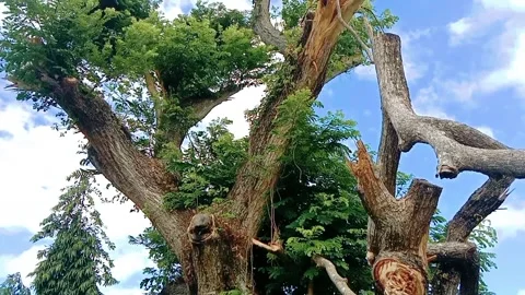 View of a large rain tree with a blue sky with white clouds Stock Footage 313945186