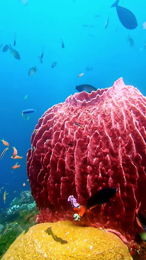 View of a large red barrel sponge in the waters of Indonesia. Stock Footage 339898661