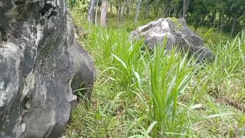 A view of large rocks surrounded by light green grass. Stock Footage 325643772