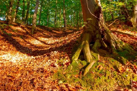 View on large root of tree in the forest Stock Photos